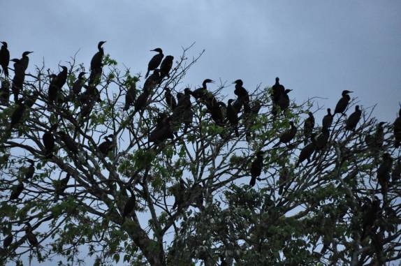 Árvore serve de local de descanso durante a noite  para pássaros na Reserva do Mamirauá, região de Tefé, no Amazonas
